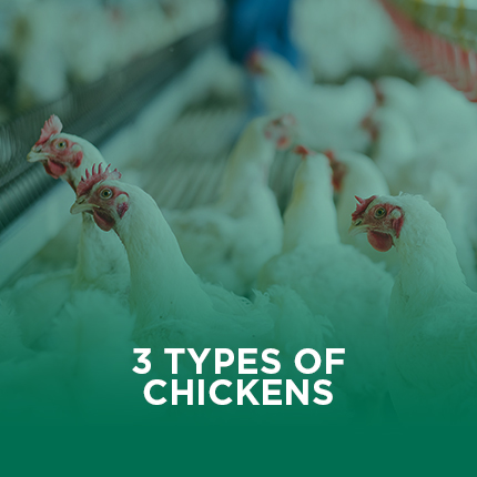3 Types of Chicken